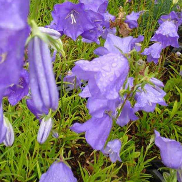 Campanule à feuilles de pêcher - Bakker.com | France