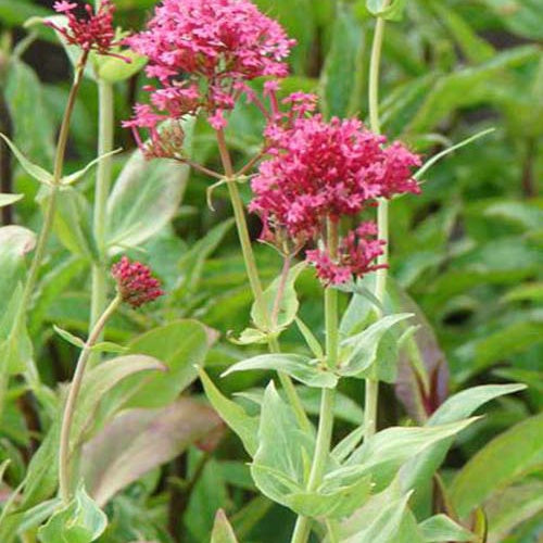 Valériane coccineus - Bakker