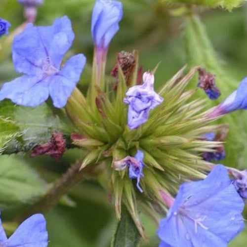 Plumbago de Willmott Forest Blue -Dentelaire arbustive - Bakker