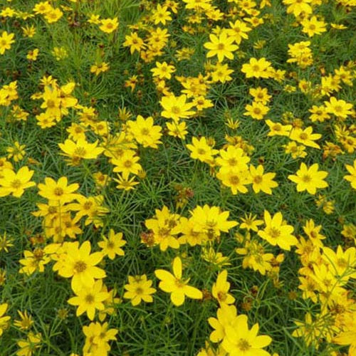 Bakker - 3 Coreopsis verticillé Zagreb - Coreopsis verticillata zagreb - Plantes d'extérieur