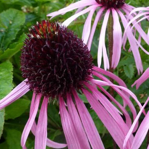 Plantes vivaces - Echinacée pâle  - Echinacea pallida
