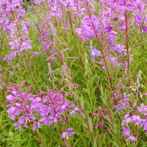 Bakker - Épilobe - Epilobium angustifolium - Plantes d'extérieur