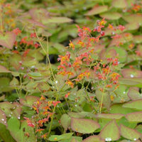 Epimedium pubigerum Orangekonigin - Bakker