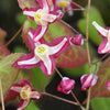 Bakker - Epimedium Galadriel - Epimedium x rubrum galadriel - Plantes d'extérieur