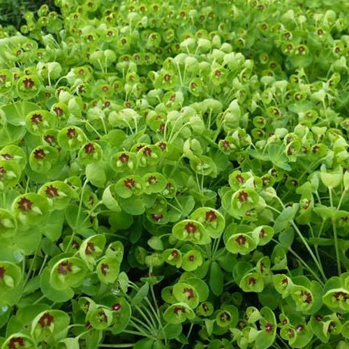 Bakker - Euphorbe des bois Kolibri - Euphorbia amygdaloides kolibri - Plantes d'extérieur