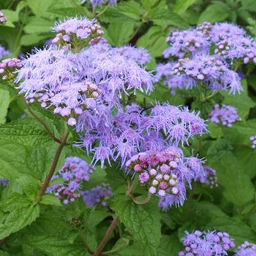 Bakker - Eupatoire à fleurs d'ageratum - Conoclinium coelestinum - Plantes d'extérieur