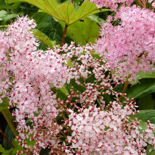 Bakker - Filipendule rouge Venusta - Reine des près - Filipendula rubra venusta - Plantes d'extérieur