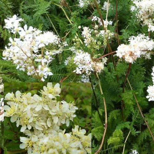 Bakker - 3 Spirée filipendule - Filipendula vulgaris - Plantes d'extérieur