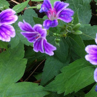 Bakker - Géranium vivace Clos du Coudray - Geranium nodosum clos du coudray - Plantes d'extérieur