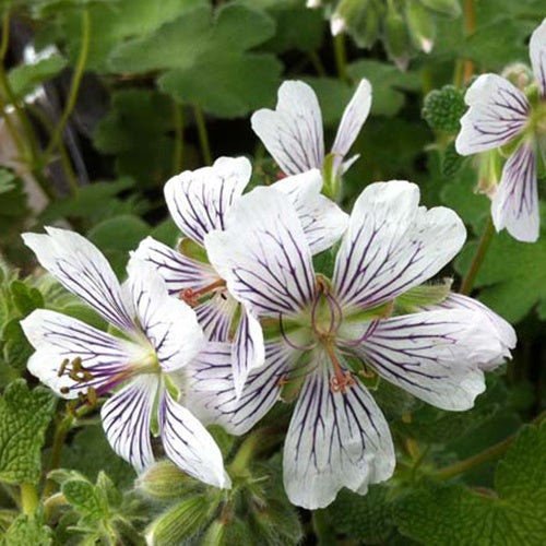 Bakker - Géranium vivace à feuilles de crèpe - Geranium renardii - Plantes d'extérieur