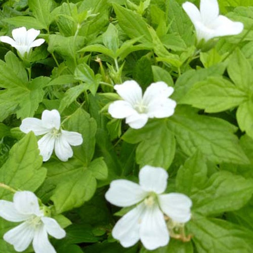 Géranium vivace Silverwood - Bakker