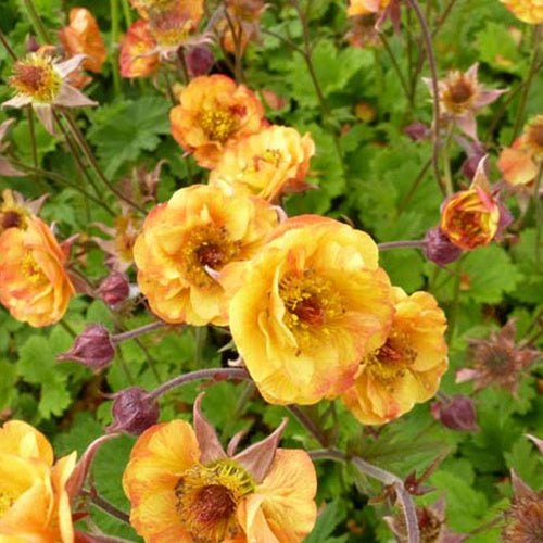 Bakker - Benoîte Alabama Slammer - Geum alabama slammer ( cocktails series ) - Plantes d'extérieur