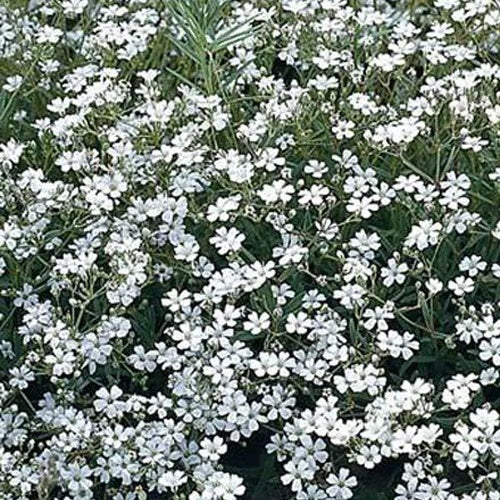 Bakker - 3 Gypsophiles Schneeflocke - Gypsophila paniculata Schneeflocke - Plantes d'extérieur