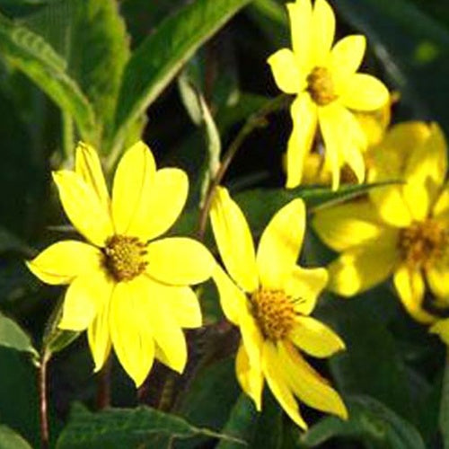 Tournesol vivace géant - Bakker