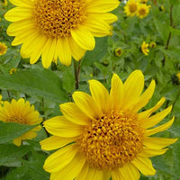 Bakker - Tournesol vivace Capenoch Star - Helianthus decapetalus capenoch star - Plantes d'extérieur