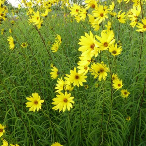 Tournesol vivace à feuilles de saule - Bakker