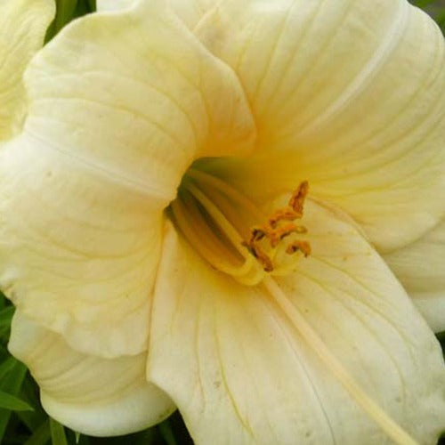 Hémérocalle Precious D'Oro Lys d'un jour - Bakker