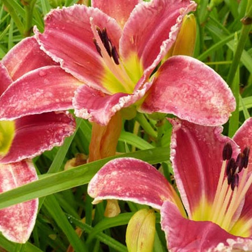 Bakker - Hémérocalle Startle - Hemerocallis startle - Plantes d'extérieur