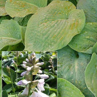 Bakker - Hosta Bressingham blue - Hosta bressingham blue - Plantes d'extérieur