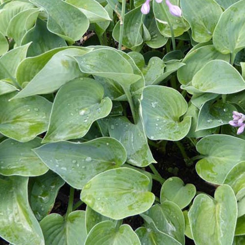 Bakker - Hosta Blue Cadet - Hosta blue cadet - Plantes d'extérieur