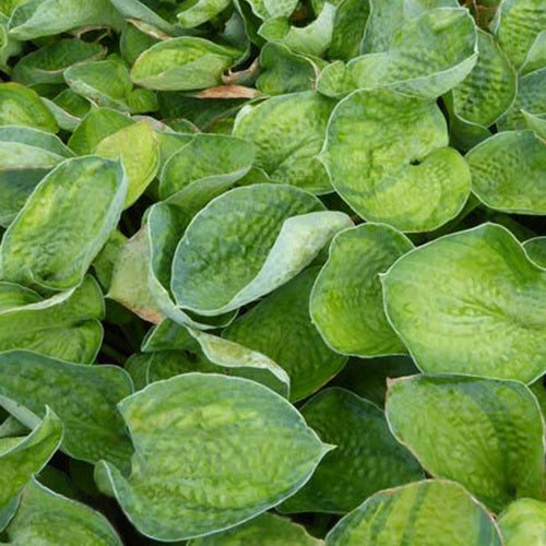 Hosta Blue Shadows - Bakker