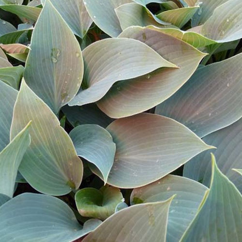 Bakker - Hosta Canadian Blue Funkia - Hosta canadian blue - Plantes d'extérieur