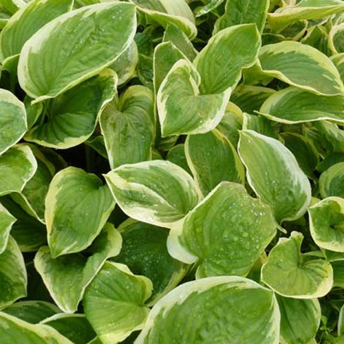 Bakker - Hosta Diana Remembered - Hosta diana remembered - Plantes d'extérieur