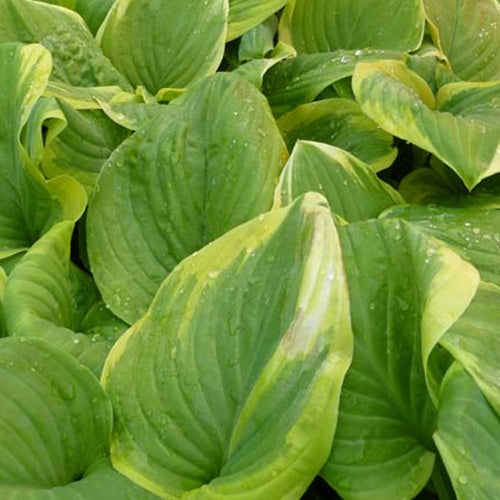 Bakker - Hosta Fragrant Bouquet - Hosta fragrant bouquet - Plantes d'extérieur