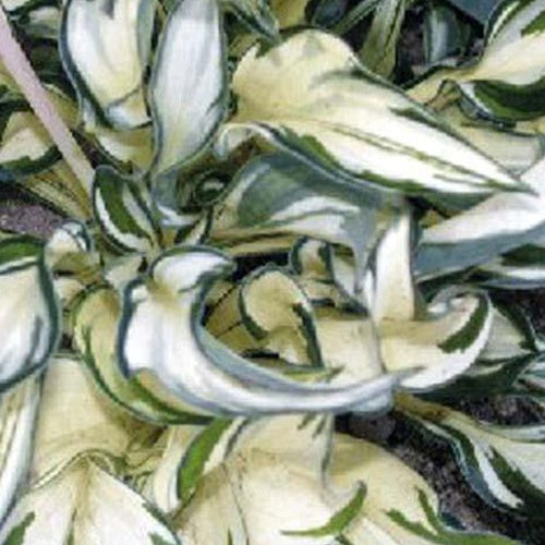 Hosta Fireworks - Bakker