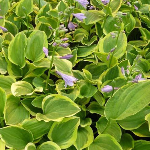 Bakker - Hosta Golden Tiara - Hosta golden tiara - Plantes d'extérieur