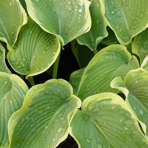 Bakker - Hosta American Halo - Hosta american halo - Plantes d'extérieur