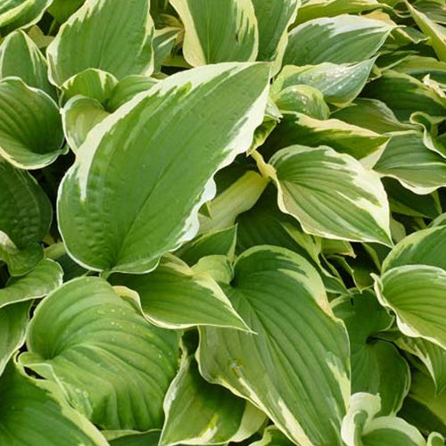 Hosta Antioch - Bakker