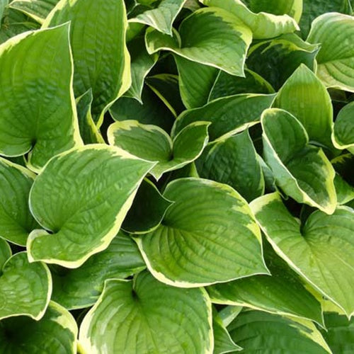 Bakker - Hosta Aureomarginata Funkia - Hosta aureomarginata - Plantes d'extérieur