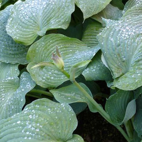 Hosta Blue Angel Funkia - Bakker