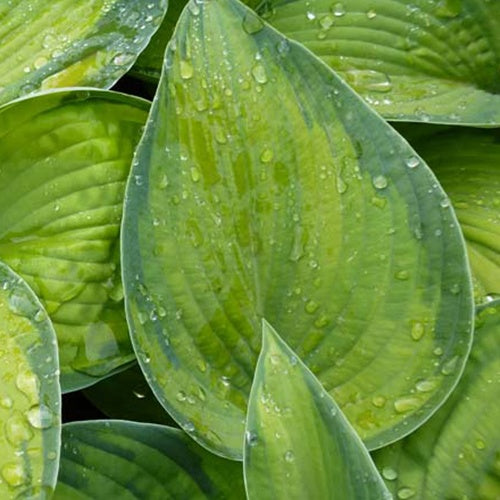 Hosta Bright Lights - Bakker