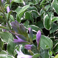 Bakker - Hosta Francee - Hosta hybride francee  - - Plantes vivaces