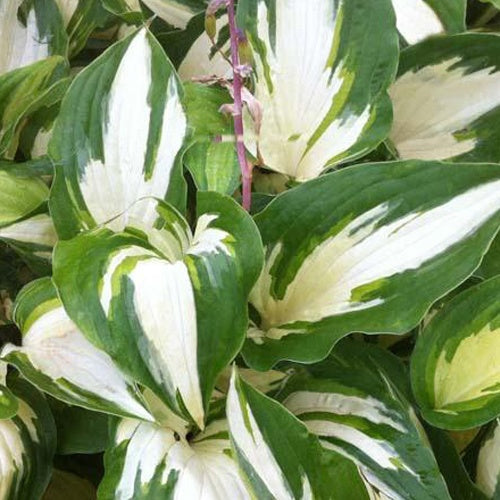 Hosta Christmas Candy - Bakker
