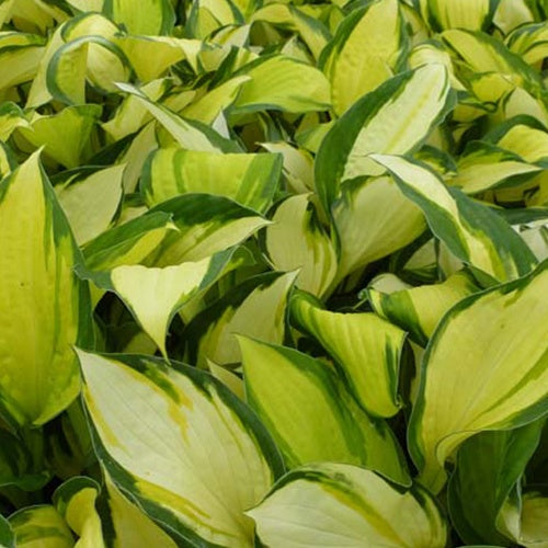 Hosta Color Festival - Bakker