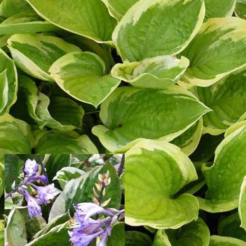 Hosta Delta Dawn - Bakker