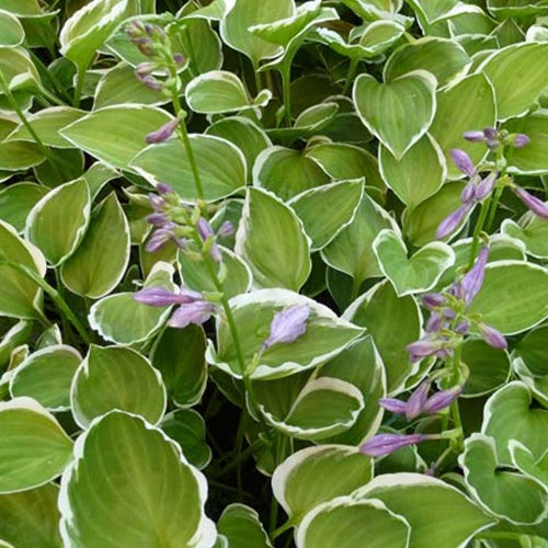 Bakker - Hosta Diamon Tiara - Hosta diamond tiara - Plantes d'extérieur