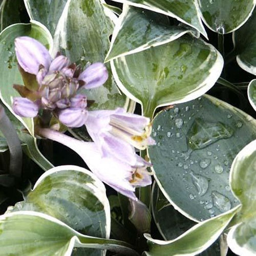 Bakker - Hosta El Nino - Hosta hybride el nino - Plantes d'extérieur