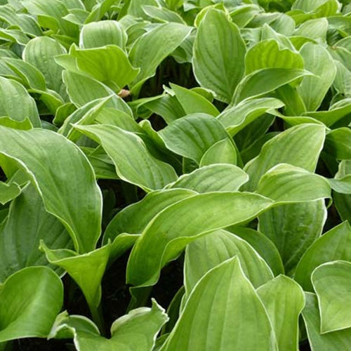 Hosta Fragrant Fire - Bakker