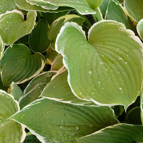 Hosta Frosted Jade - Bakker