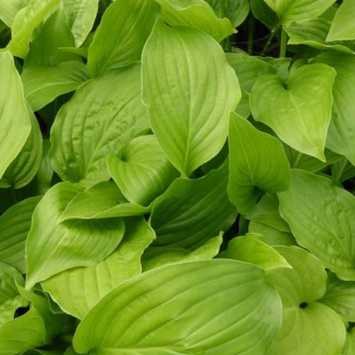 Hosta Hadspen White - Bakker