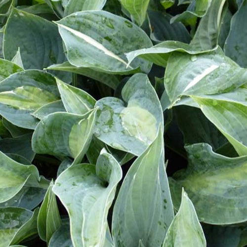 Hosta Kiwi Full Monty - Bakker