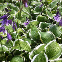 Bakker - Hosta Koriyama - Hosta koriyama - Plantes d'extérieur