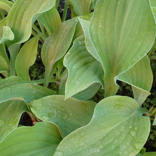 Hosta Krossa Regal - Bakker
