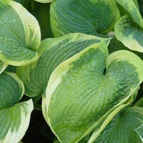 Hosta Olive Bailey Langdon Funkia Olive Bailey Langdon - Bakker