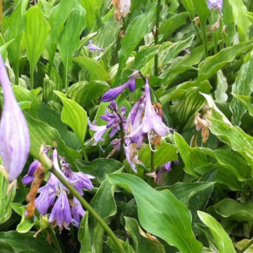 Hosta Out House Delight - Bakker