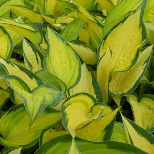 Hosta Orange Marmelade - Bakker